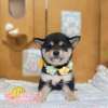 柴犬-樂芙幼犬寵物犬舍