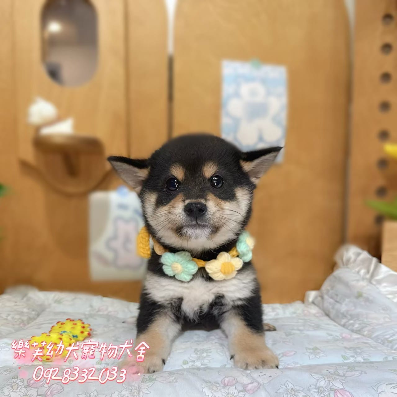 柴犬-樂芙幼犬寵物犬舍