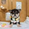 柴犬-樂芙幼犬寵物犬舍