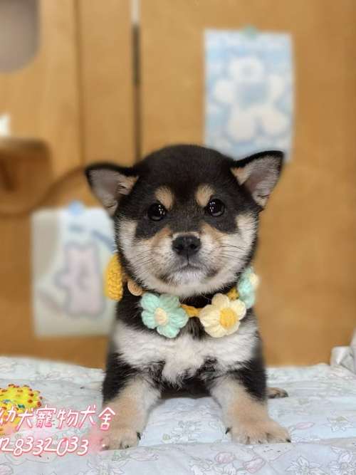 柴犬-樂芙幼犬寵物犬舍