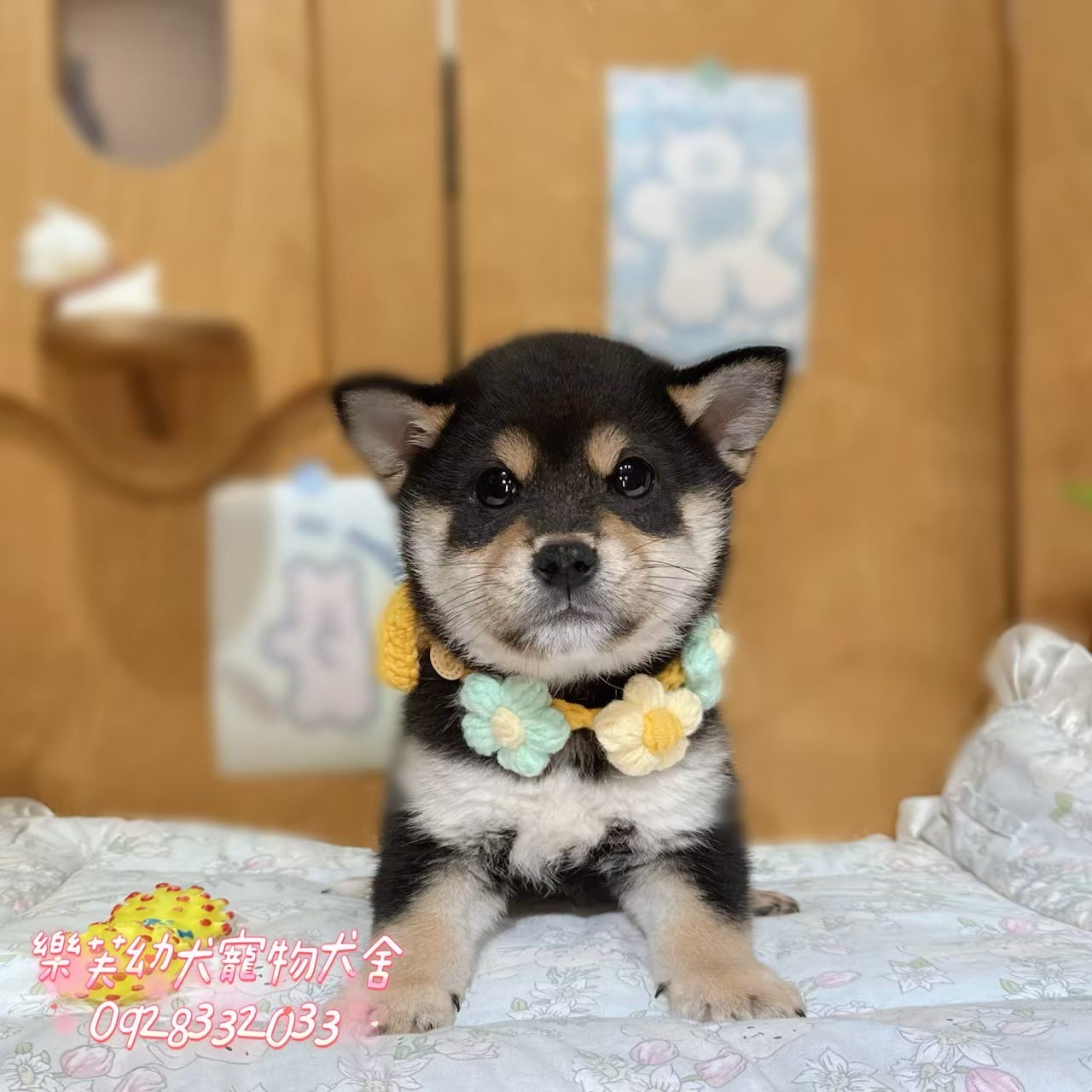 柴犬-樂芙幼犬寵物犬舍
