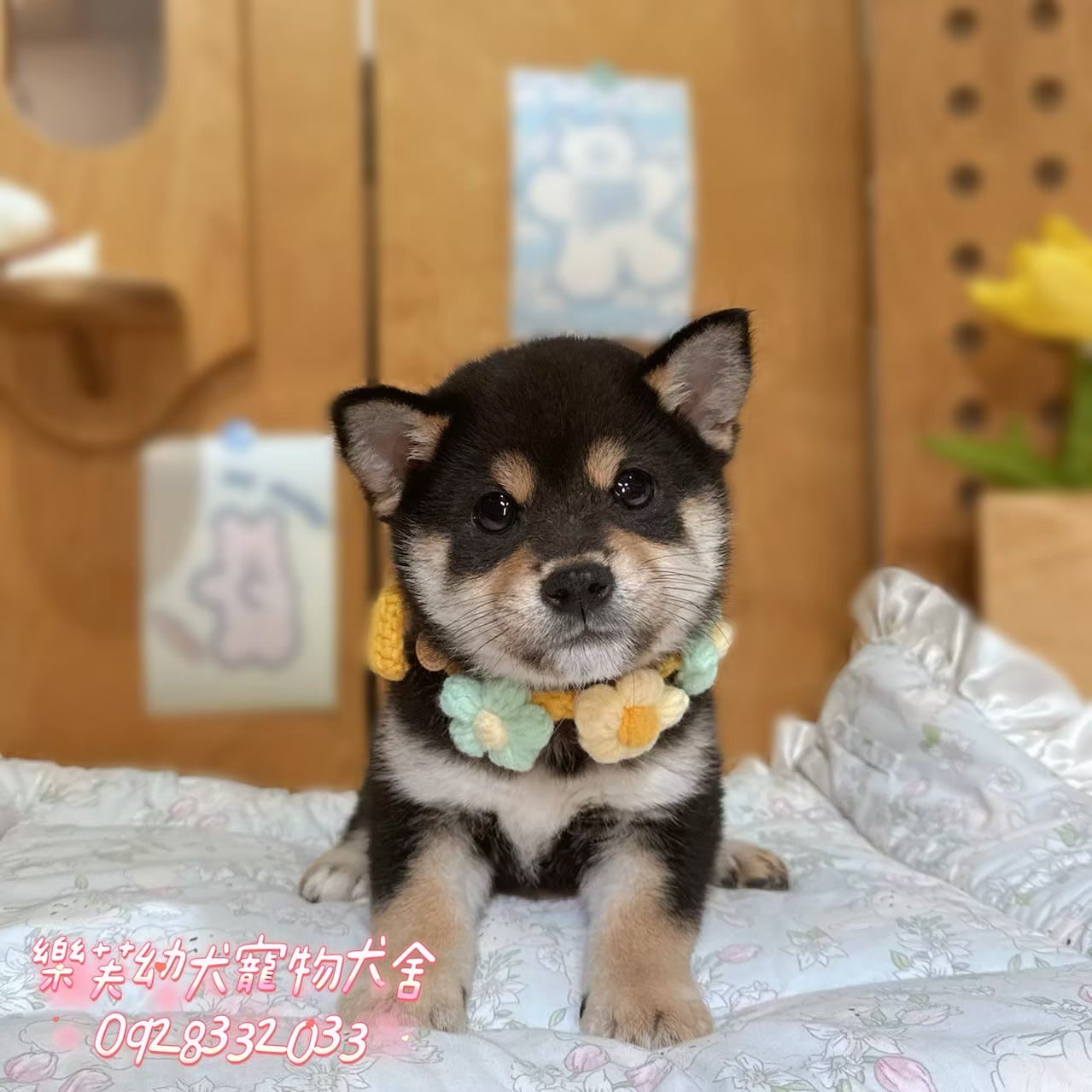 柴犬-樂芙幼犬寵物犬舍