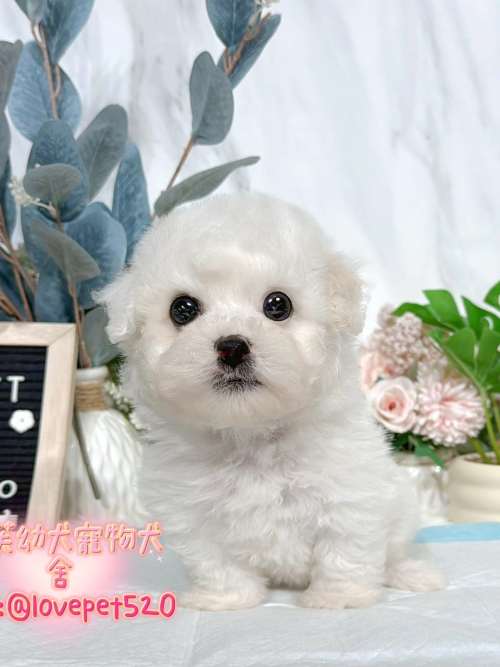 比熊犬-樂芙幼犬寵物犬舍-台中犬舍,合法犬舍,犬舍推薦,推薦犬舍,買狗推薦,專業犬舍,優良犬舍