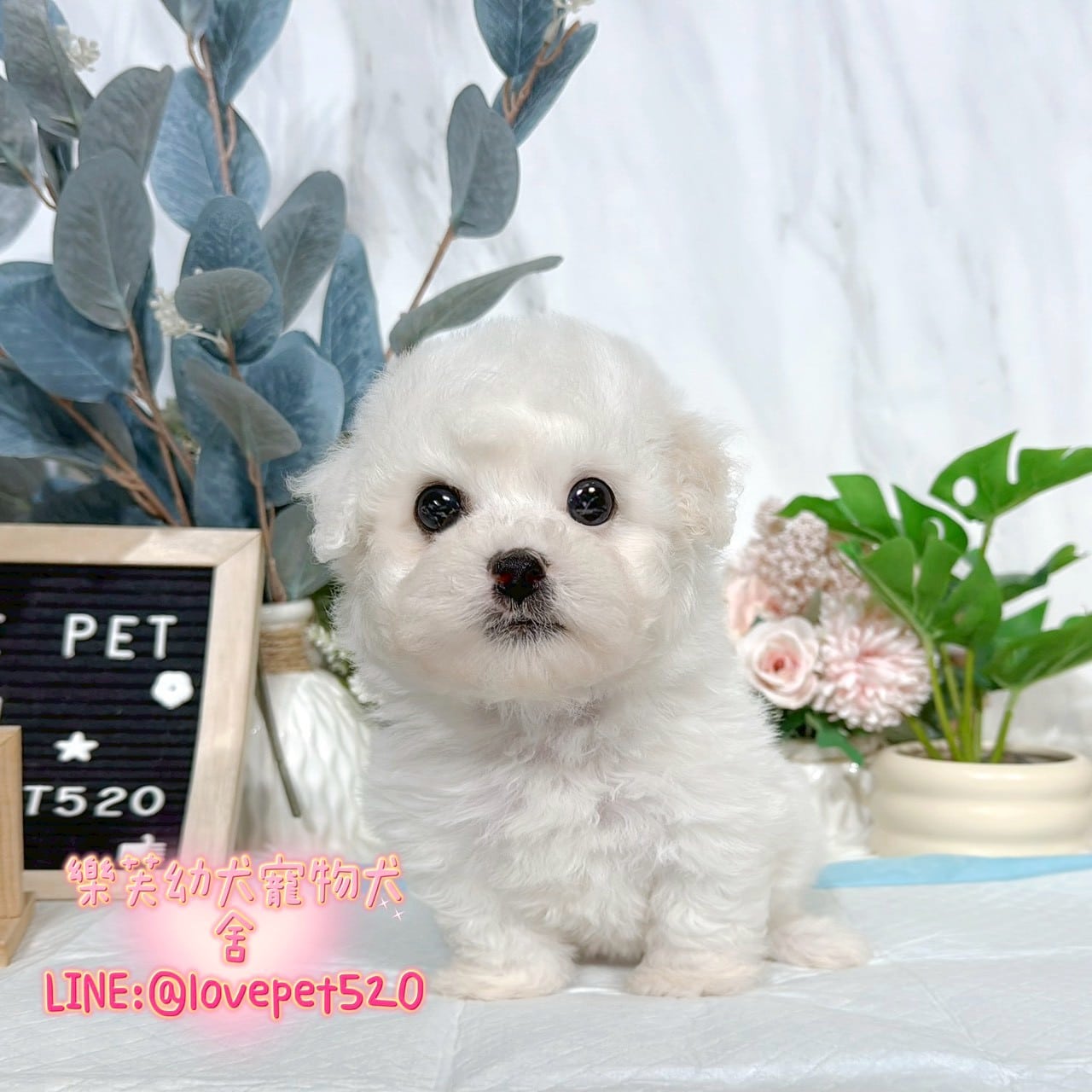 比熊犬-樂芙幼犬寵物犬舍-台中犬舍,合法犬舍,犬舍推薦,推薦犬舍,買狗推薦,專業犬舍,優良犬舍