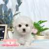 比熊犬-樂芙幼犬寵物犬舍-台中犬舍,合法犬舍,犬舍推薦,推薦犬舍,買狗推薦,專業犬舍,優良犬舍 比熊犬-樂芙幼犬寵物犬舍-台中犬舍,合法犬舍,犬舍推薦,推薦犬舍,買狗推薦,專業犬舍,優良犬舍