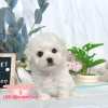 比熊犬-樂芙幼犬寵物犬舍-台中犬舍,合法犬舍,犬舍推薦,推薦犬舍,買狗推薦,專業犬舍,優良犬舍 比熊犬-樂芙幼犬寵物犬舍-台中犬舍,合法犬舍,犬舍推薦,推薦犬舍,買狗推薦,專業犬舍,優良犬舍