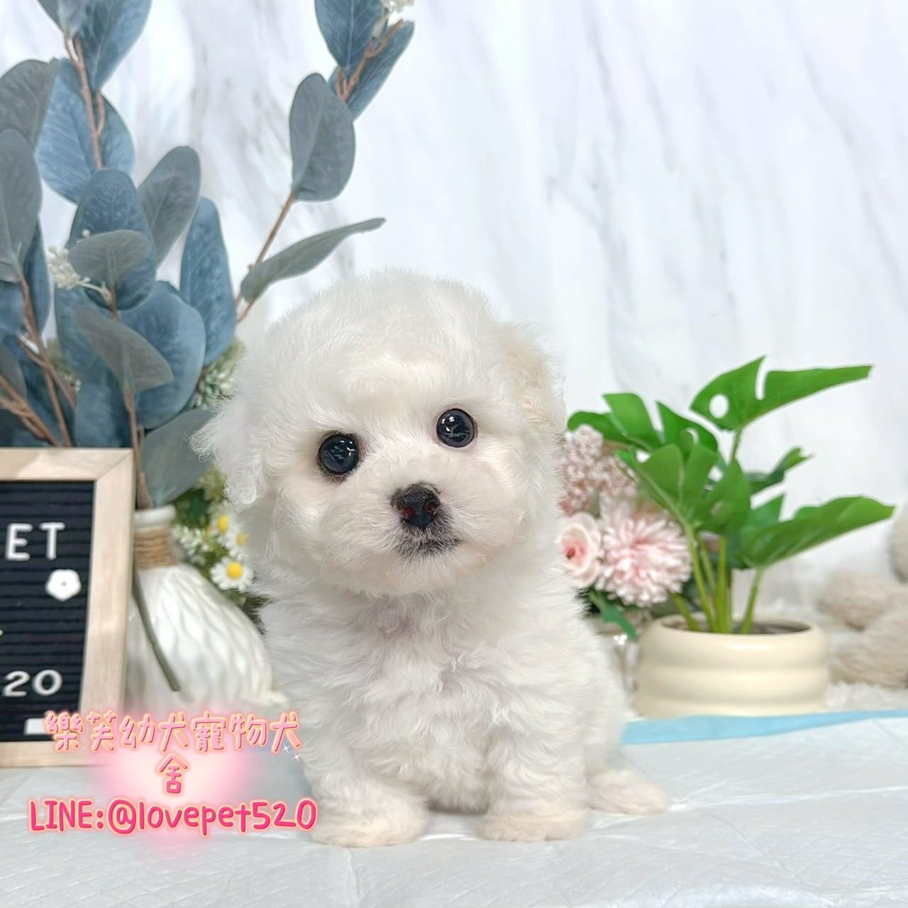 比熊犬-樂芙幼犬寵物犬舍-台中犬舍,合法犬舍,犬舍推薦,推薦犬舍,買狗推薦,專業犬舍,優良犬舍
