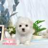 比熊犬-樂芙幼犬寵物犬舍-台中犬舍,合法犬舍,犬舍推薦,推薦犬舍,買狗推薦,專業犬舍,優良犬舍 比熊犬-樂芙幼犬寵物犬舍-台中犬舍,合法犬舍,犬舍推薦,推薦犬舍,買狗推薦,專業犬舍,優良犬舍