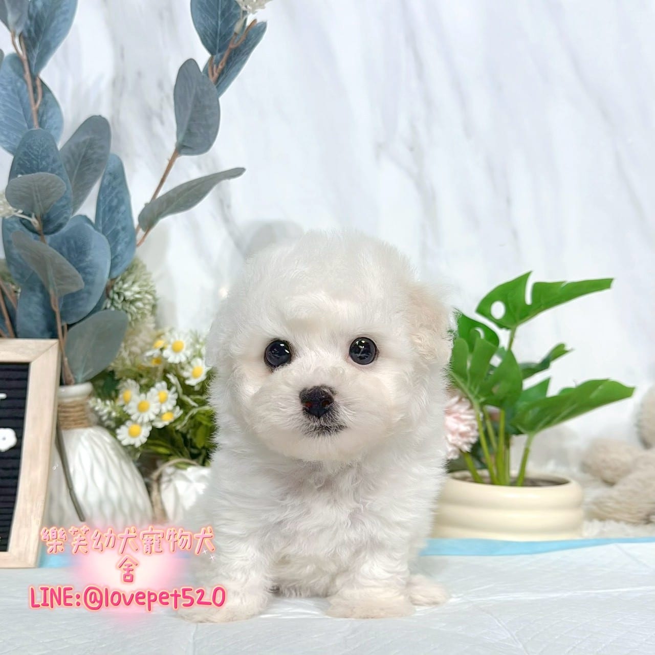比熊犬-樂芙幼犬寵物犬舍-台中犬舍,合法犬舍,犬舍推薦,推薦犬舍,買狗推薦,專業犬舍,優良犬舍
