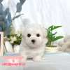 比熊犬-樂芙幼犬寵物犬舍-台中犬舍,合法犬舍,犬舍推薦,推薦犬舍,買狗推薦,專業犬舍,優良犬舍 比熊犬-樂芙幼犬寵物犬舍-台中犬舍,合法犬舍,犬舍推薦,推薦犬舍,買狗推薦,專業犬舍,優良犬舍