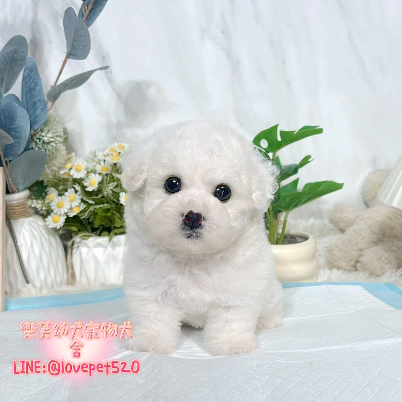 比熊犬-樂芙幼犬寵物犬舍-台中犬舍,合法犬舍,犬舍推薦,推薦犬舍,買狗推薦,專業犬舍,優良犬舍