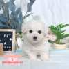 比熊犬-樂芙幼犬寵物犬舍-台中犬舍,合法犬舍,犬舍推薦,推薦犬舍,買狗推薦,專業犬舍,優良犬舍 比熊犬-樂芙幼犬寵物犬舍-台中犬舍,合法犬舍,犬舍推薦,推薦犬舍,買狗推薦,專業犬舍,優良犬舍