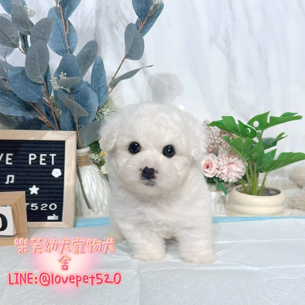 比熊犬-樂芙幼犬寵物犬舍-台中犬舍,合法犬舍,犬舍推薦,推薦犬舍,買狗推薦,專業犬舍,優良犬舍