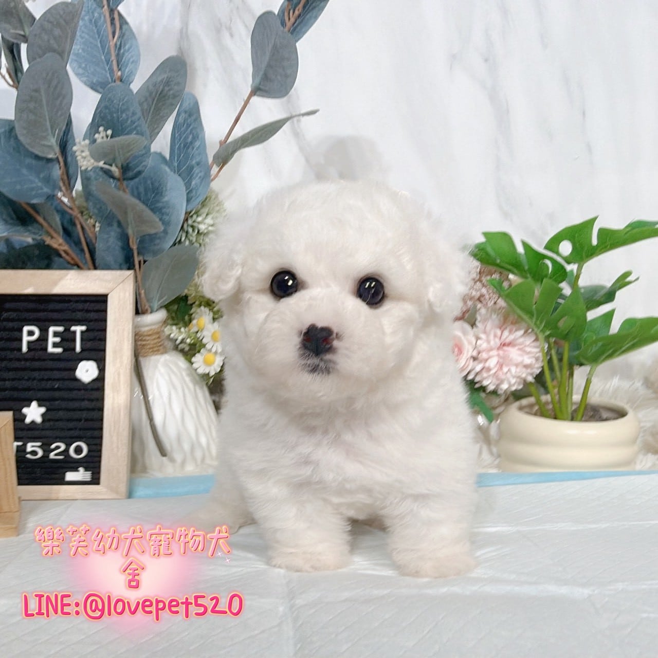 比熊犬-樂芙幼犬寵物犬舍-台中犬舍,合法犬舍,犬舍推薦,推薦犬舍,買狗推薦,專業犬舍,優良犬舍