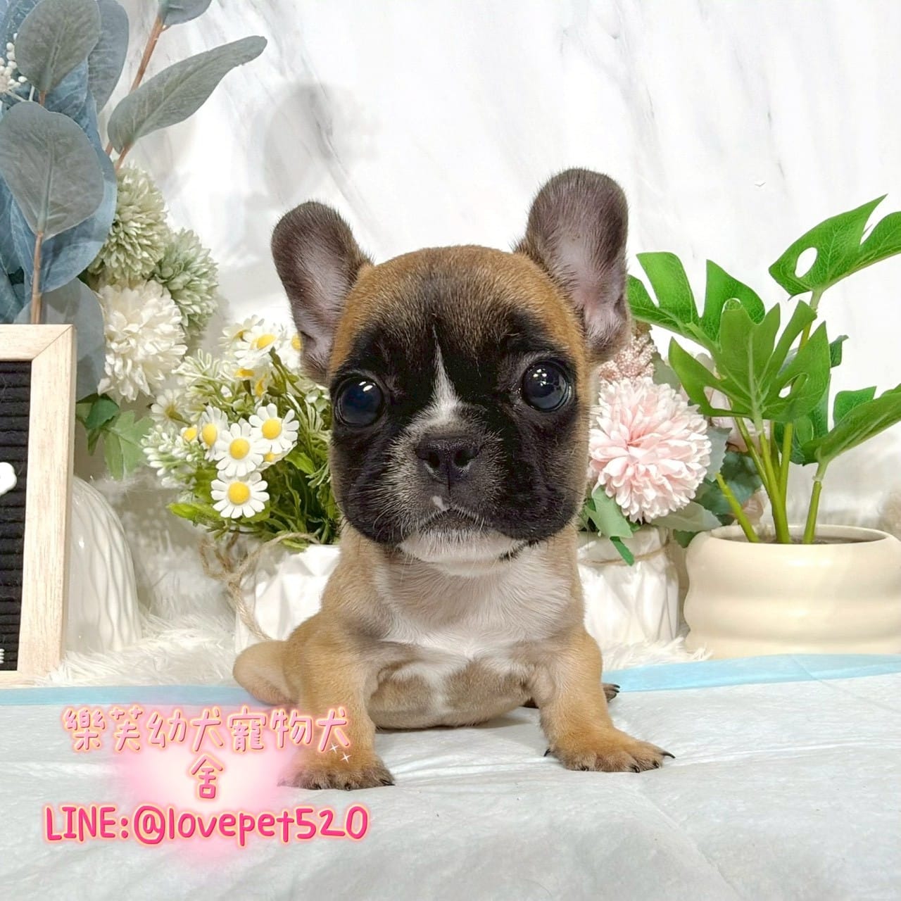 法國鬥牛犬-樂芙幼犬寵物犬舍-台中犬舍,合法犬舍,犬舍推薦,推薦犬舍,買狗推薦,專業犬舍,優良犬舍
