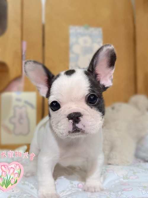 法國鬥牛犬-樂芙幼犬寵物犬舍-台中犬舍,合法犬舍,犬舍推薦,推薦犬舍,買狗推薦,專業犬舍,優良犬舍