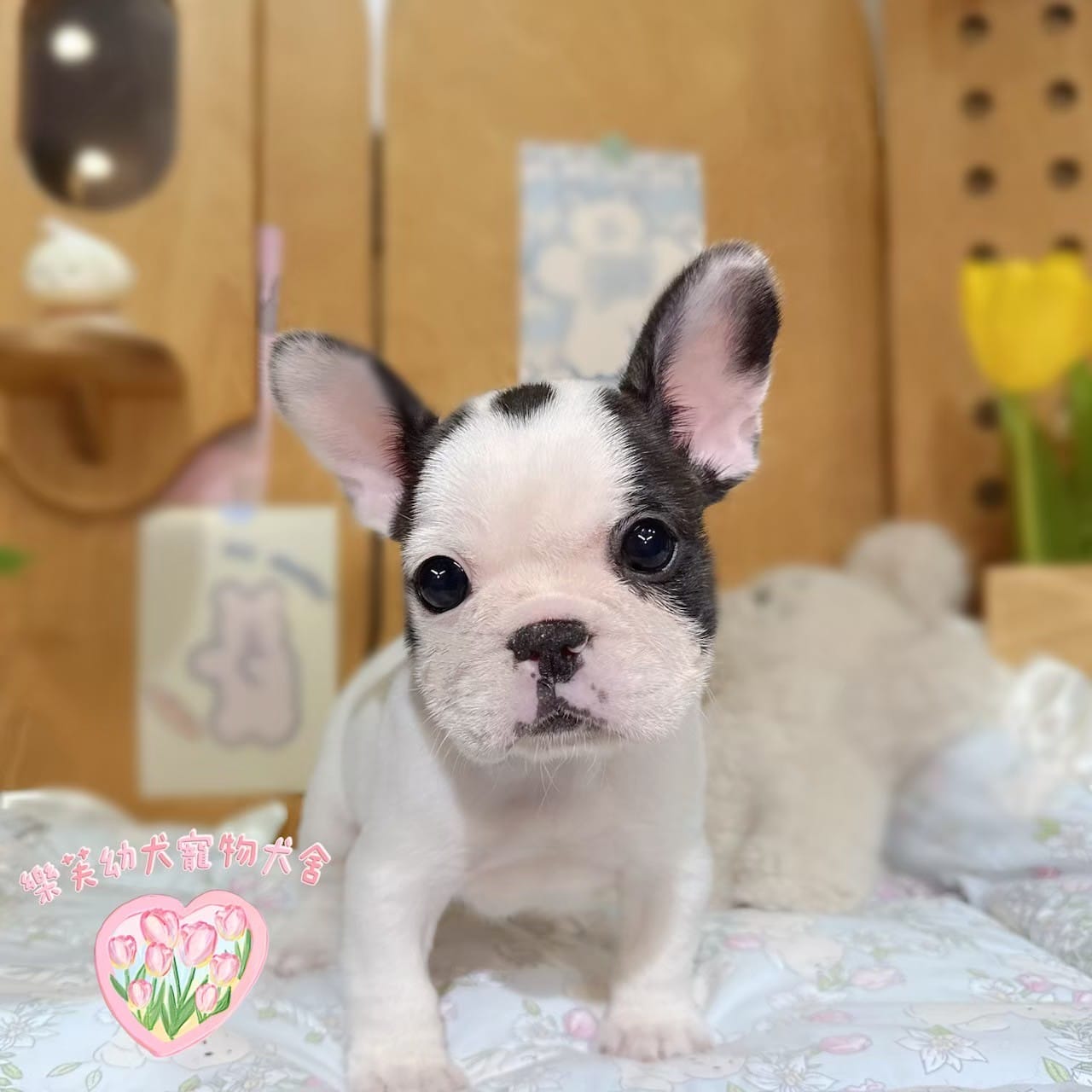 法國鬥牛犬-樂芙幼犬寵物犬舍-台中犬舍,合法犬舍,犬舍推薦,推薦犬舍,買狗推薦,專業犬舍,優良犬舍