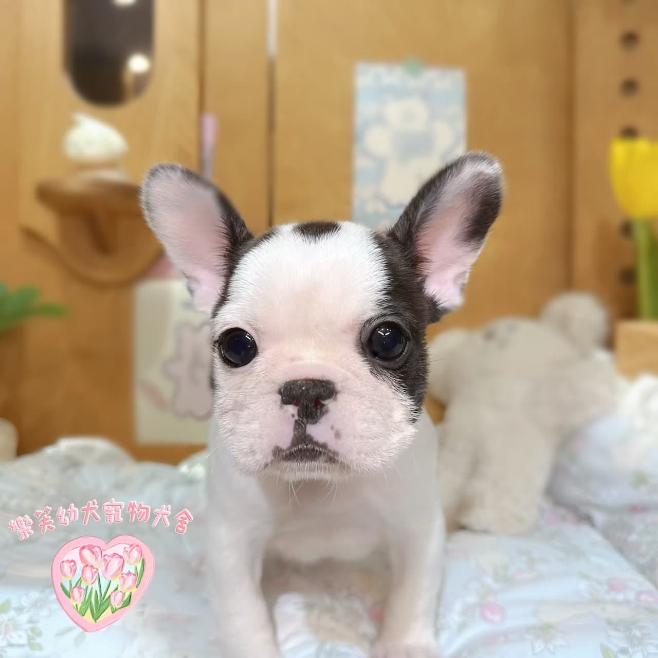 法國鬥牛犬-樂芙幼犬寵物犬舍-台中犬舍,合法犬舍,犬舍推薦,推薦犬舍,買狗推薦,專業犬舍,優良犬舍