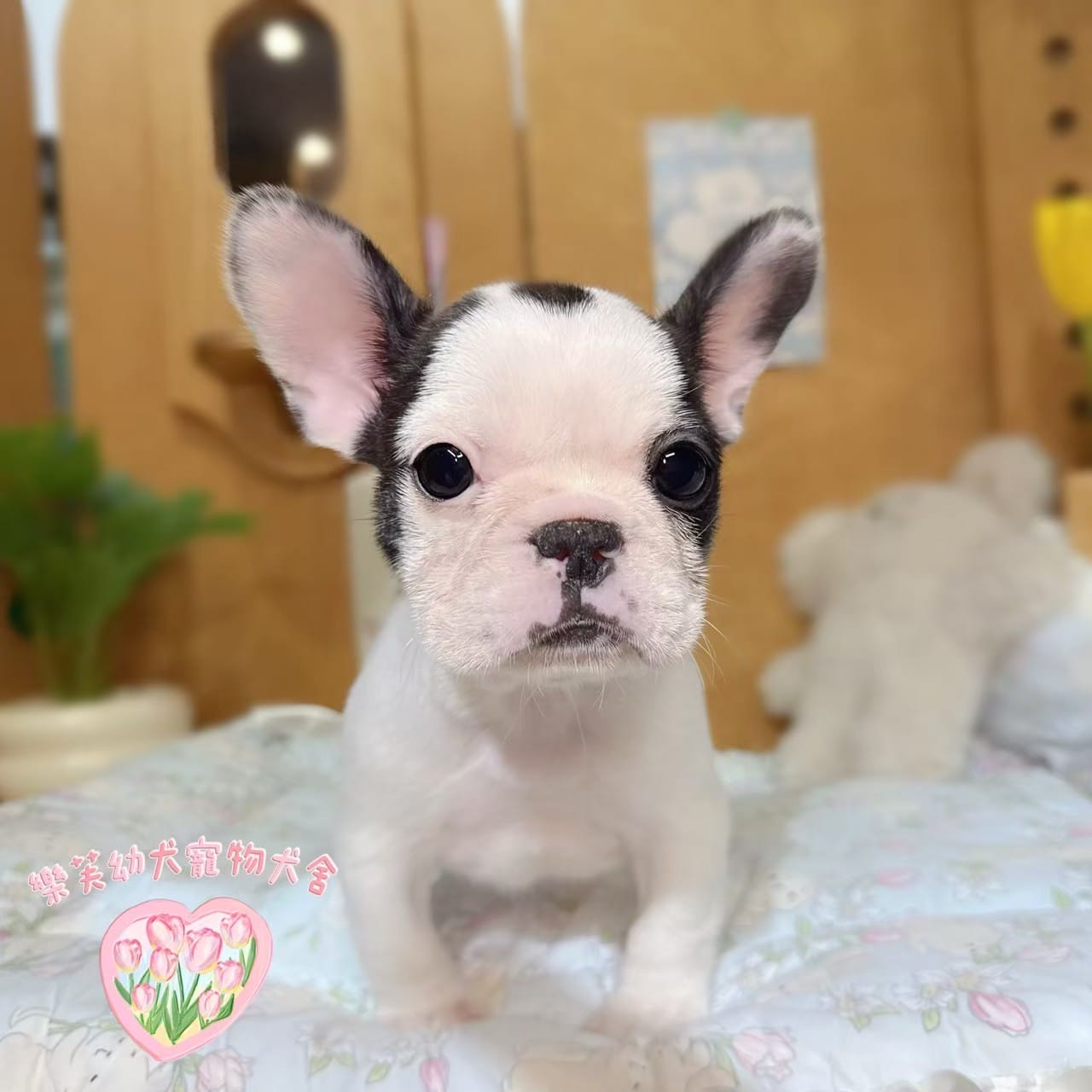 法國鬥牛犬-樂芙幼犬寵物犬舍-台中犬舍,合法犬舍,犬舍推薦,推薦犬舍,買狗推薦,專業犬舍,優良犬舍