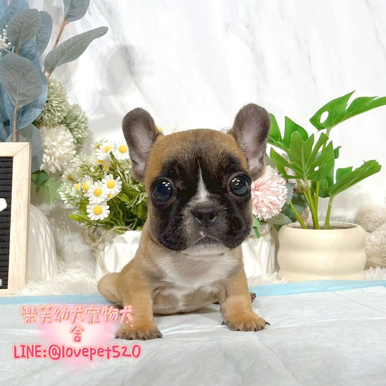 法國鬥牛犬-樂芙幼犬寵物犬舍-台中犬舍,合法犬舍,犬舍推薦,推薦犬舍,買狗推薦,專業犬舍,優良犬舍