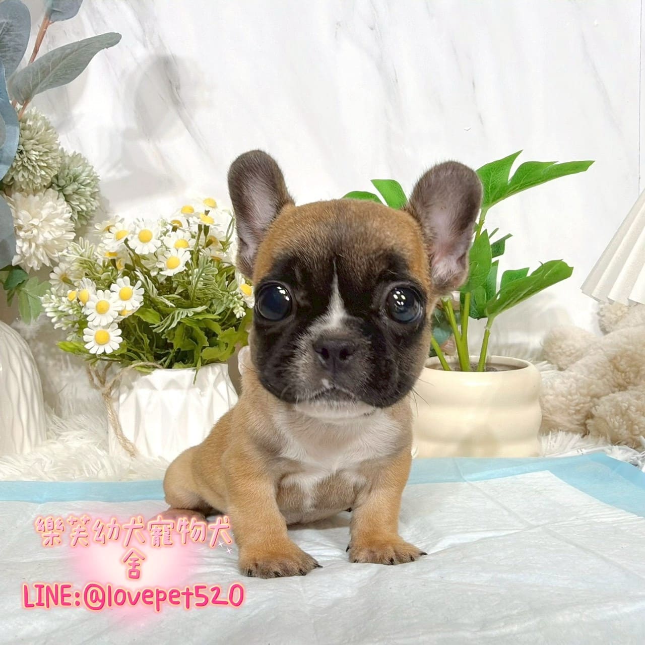 法國鬥牛犬-樂芙幼犬寵物犬舍-台中犬舍,合法犬舍,犬舍推薦,推薦犬舍,買狗推薦,專業犬舍,優良犬舍