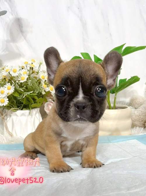 法國鬥牛犬-樂芙幼犬寵物犬舍-台中犬舍,合法犬舍,犬舍推薦,推薦犬舍,買狗推薦,專業犬舍,優良犬舍
