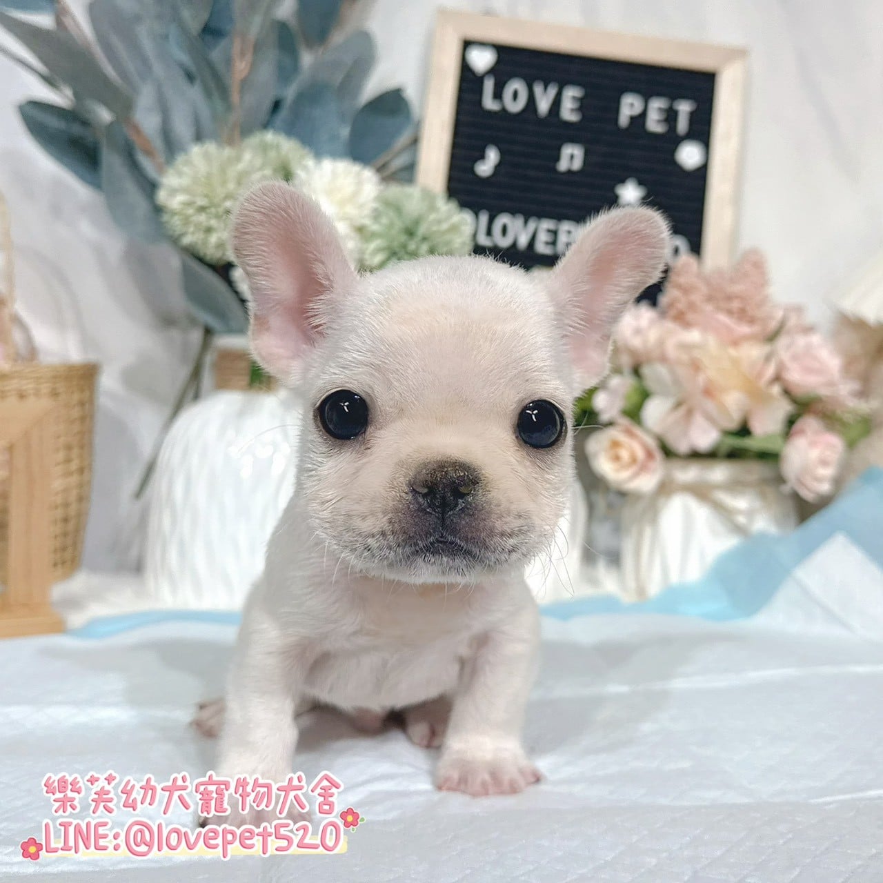 法國鬥牛犬-樂芙幼犬寵物犬舍-台中犬舍,合法犬舍,犬舍推薦,推薦犬舍,買狗推薦,專業犬舍,優良犬舍