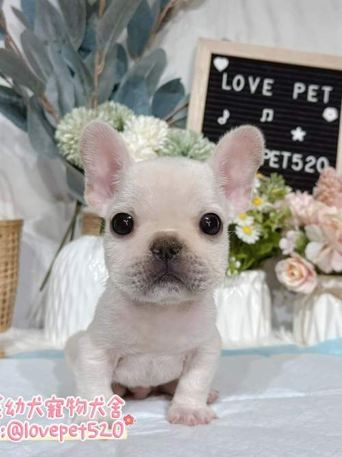 法國鬥牛犬-樂芙幼犬寵物犬舍-台中犬舍,合法犬舍,犬舍推薦,推薦犬舍,買狗推薦,專業犬舍,優良犬舍