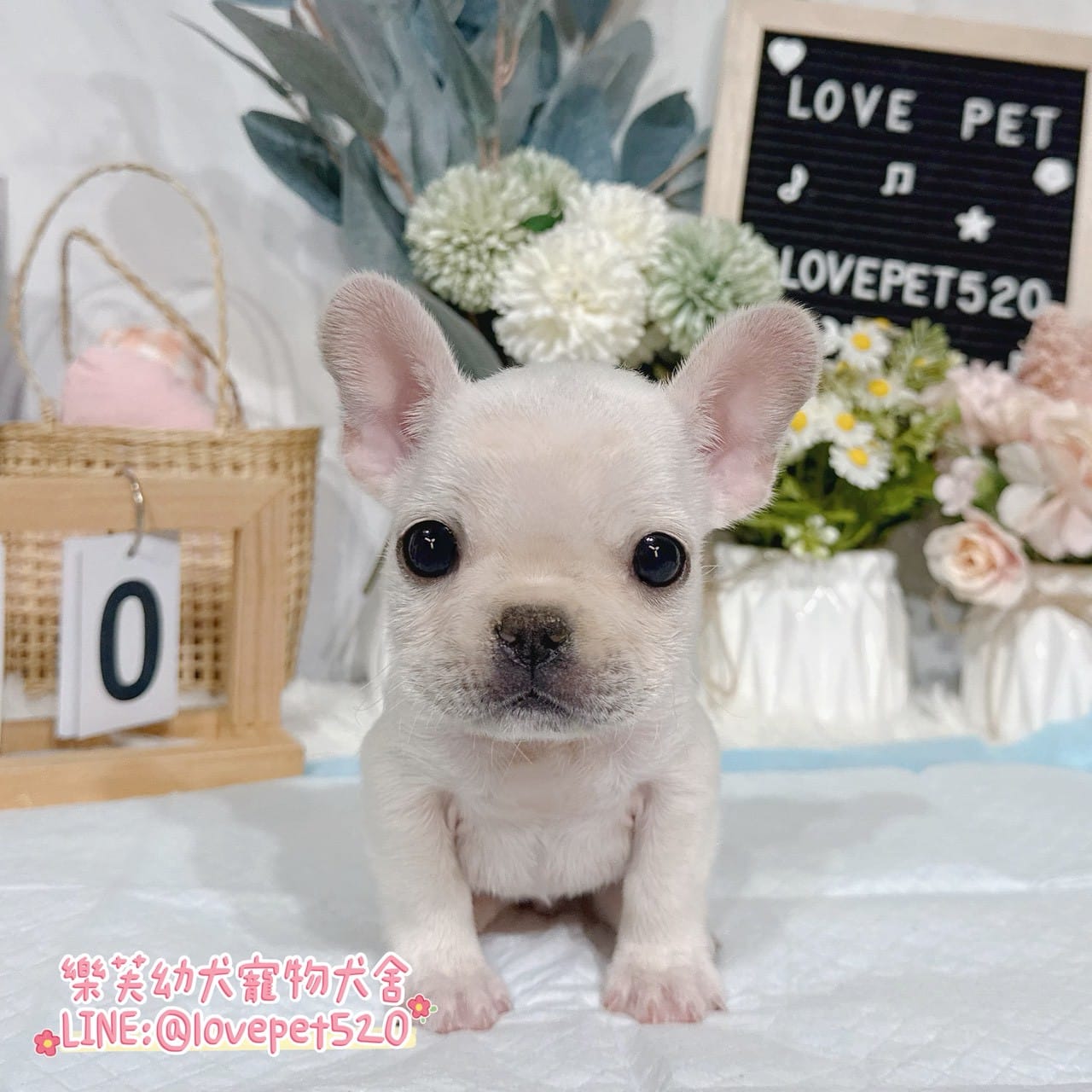 法國鬥牛犬-樂芙幼犬寵物犬舍-台中犬舍,合法犬舍,犬舍推薦,推薦犬舍,買狗推薦,專業犬舍,優良犬舍