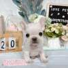 法國鬥牛犬-樂芙幼犬寵物犬舍-台中犬舍,合法犬舍,犬舍推薦,推薦犬舍,買狗推薦,專業犬舍,優良犬舍