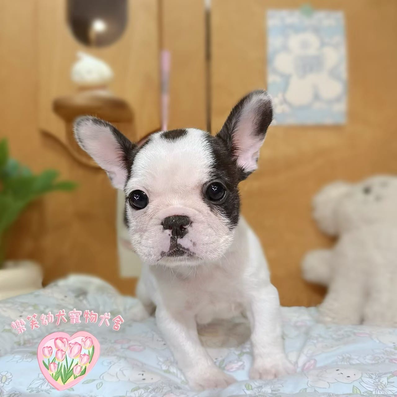 法國鬥牛犬-樂芙幼犬寵物犬舍-台中犬舍,合法犬舍,犬舍推薦,推薦犬舍,買狗推薦,專業犬舍,優良犬舍