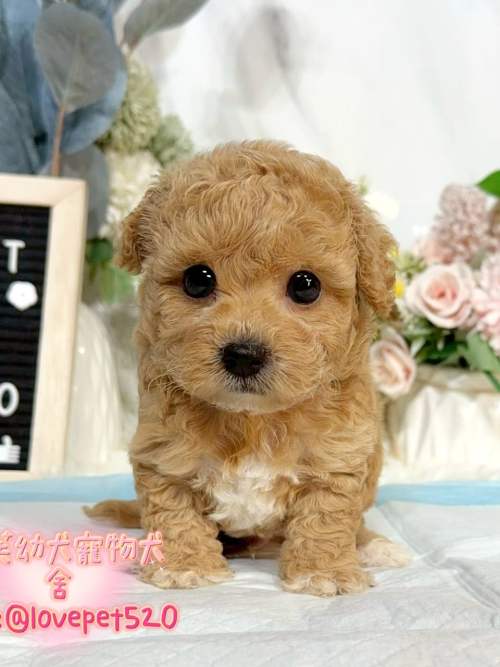 泰迪熊犬(泰迪比熊)-樂芙幼犬寵物犬舍-台中犬舍,合法犬舍,犬舍推薦,推薦犬舍,買狗推薦,專業犬舍,優良犬舍