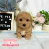 泰迪熊犬(泰迪比熊)-樂芙幼犬寵物犬舍-台中犬舍,合法犬舍,犬舍推薦,推薦犬舍,買狗推薦,專業犬舍,優良犬舍 泰迪熊犬(泰迪比熊)-樂芙幼犬寵物犬舍-台中犬舍,合法犬舍,犬舍推薦,推薦犬舍,買狗推薦,專業犬舍,優良犬舍