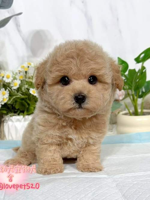 泰迪熊犬(泰迪比熊)-樂芙幼犬寵物犬舍-台中犬舍,合法犬舍,犬舍推薦,推薦犬舍,買狗推薦,專業犬舍,優良犬舍