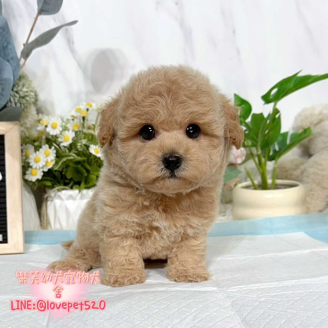 泰迪熊犬(泰迪比熊)-樂芙幼犬寵物犬舍-台中犬舍,合法犬舍,犬舍推薦,推薦犬舍,買狗推薦,專業犬舍,優良犬舍