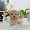 泰迪熊犬(泰迪比熊)-樂芙幼犬寵物犬舍-台中犬舍,合法犬舍,犬舍推薦,推薦犬舍,買狗推薦,專業犬舍,優良犬舍 泰迪熊犬(泰迪比熊)-樂芙幼犬寵物犬舍-台中犬舍,合法犬舍,犬舍推薦,推薦犬舍,買狗推薦,專業犬舍,優良犬舍