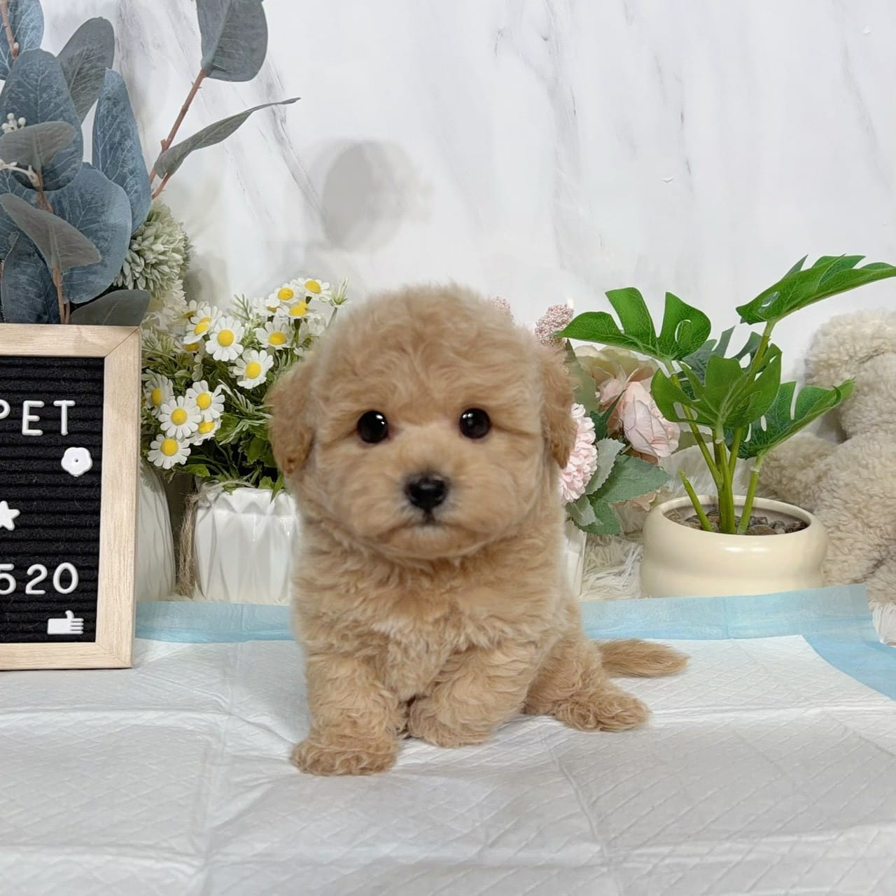 泰迪熊犬(泰迪比熊)-樂芙幼犬寵物犬舍-台中犬舍,合法犬舍,犬舍推薦,推薦犬舍,買狗推薦,專業犬舍,優良犬舍