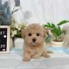泰迪熊犬(泰迪比熊)-樂芙幼犬寵物犬舍-台中犬舍,合法犬舍,犬舍推薦,推薦犬舍,買狗推薦,專業犬舍,優良犬舍 泰迪熊犬(泰迪比熊)-樂芙幼犬寵物犬舍-台中犬舍,合法犬舍,犬舍推薦,推薦犬舍,買狗推薦,專業犬舍,優良犬舍