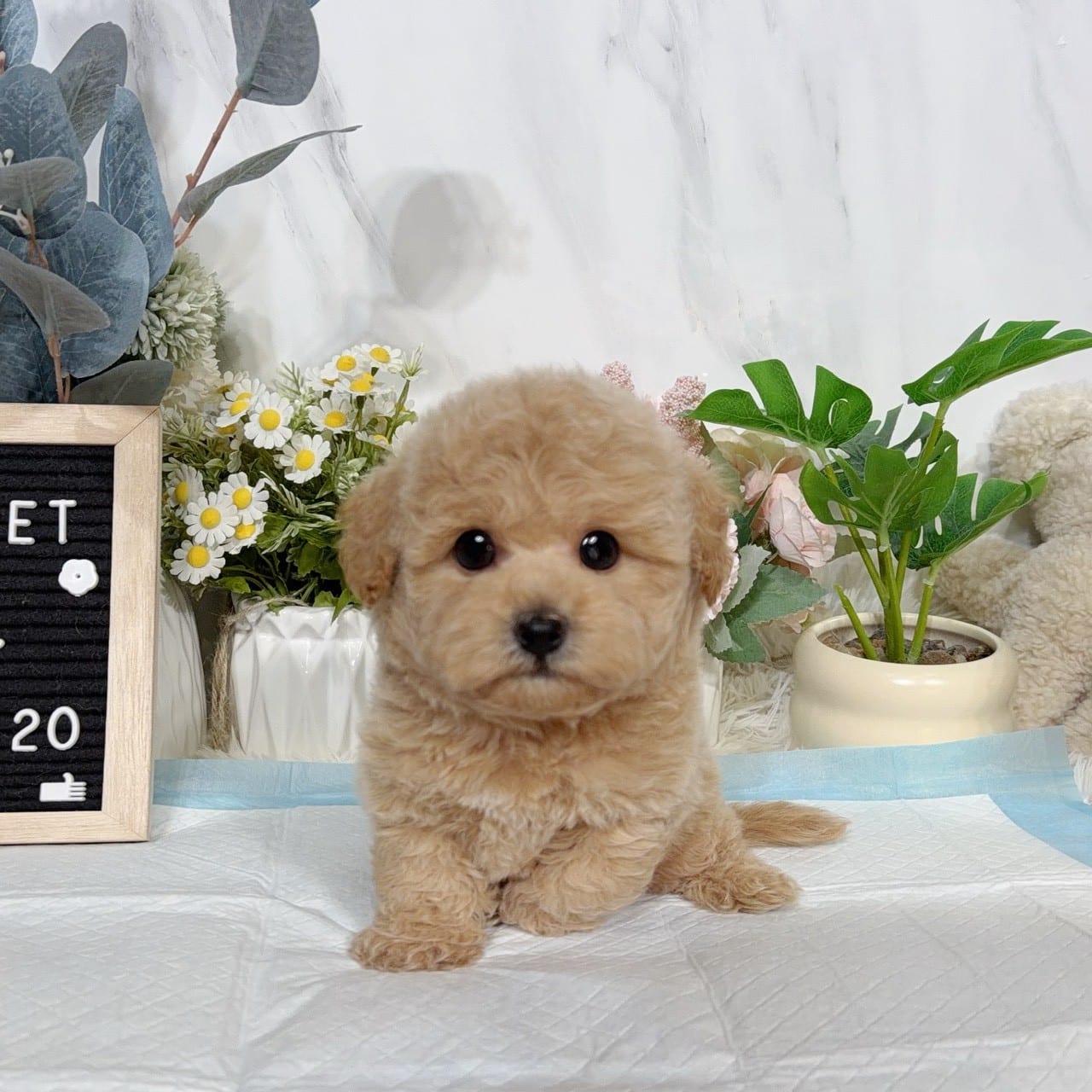 泰迪熊犬(泰迪比熊)-樂芙幼犬寵物犬舍-台中犬舍,合法犬舍,犬舍推薦,推薦犬舍,買狗推薦,專業犬舍,優良犬舍