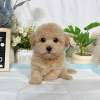 泰迪熊犬(泰迪比熊)-樂芙幼犬寵物犬舍-台中犬舍,合法犬舍,犬舍推薦,推薦犬舍,買狗推薦,專業犬舍,優良犬舍 泰迪熊犬(泰迪比熊)-樂芙幼犬寵物犬舍-台中犬舍,合法犬舍,犬舍推薦,推薦犬舍,買狗推薦,專業犬舍,優良犬舍