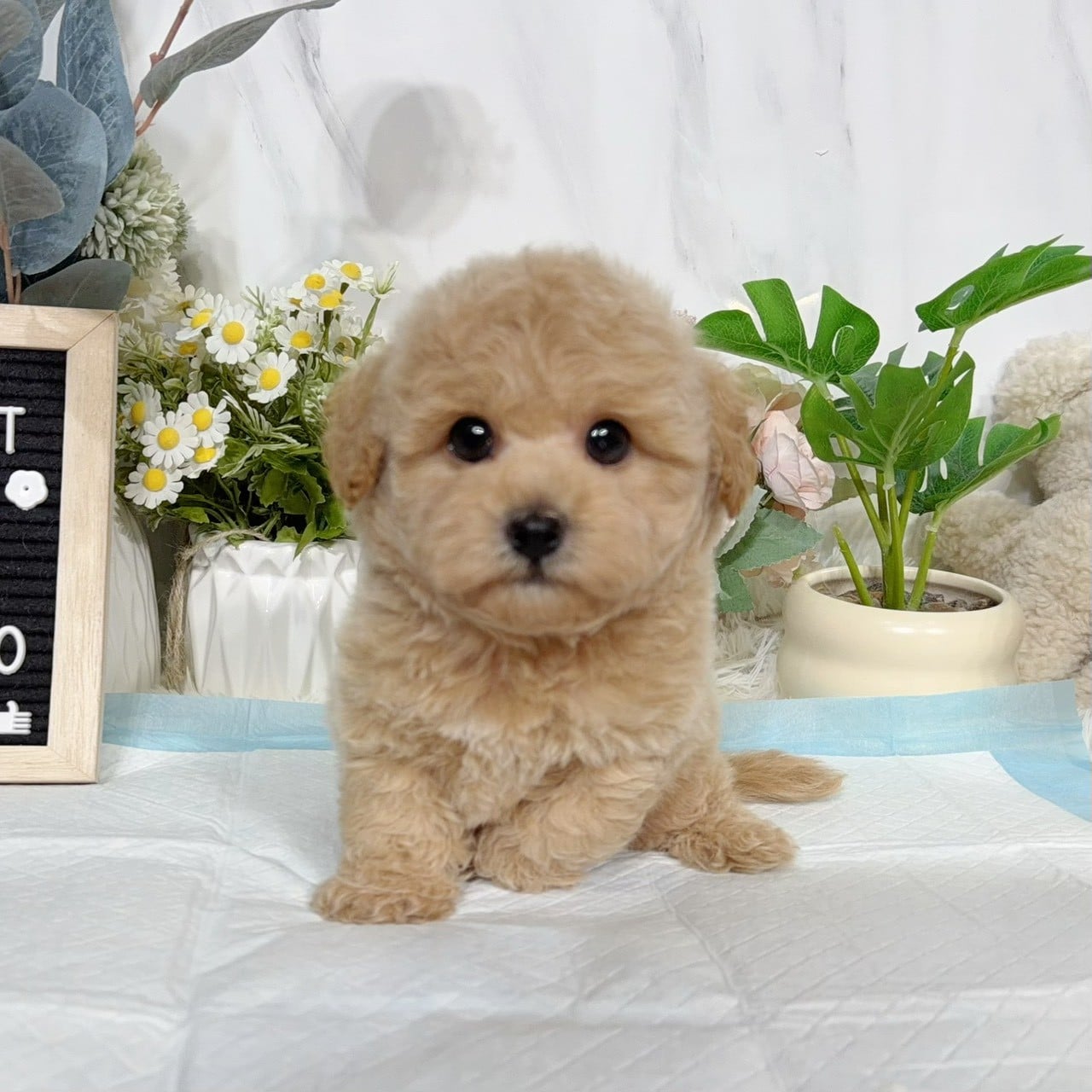 泰迪熊犬(泰迪比熊)-樂芙幼犬寵物犬舍-台中犬舍,合法犬舍,犬舍推薦,推薦犬舍,買狗推薦,專業犬舍,優良犬舍