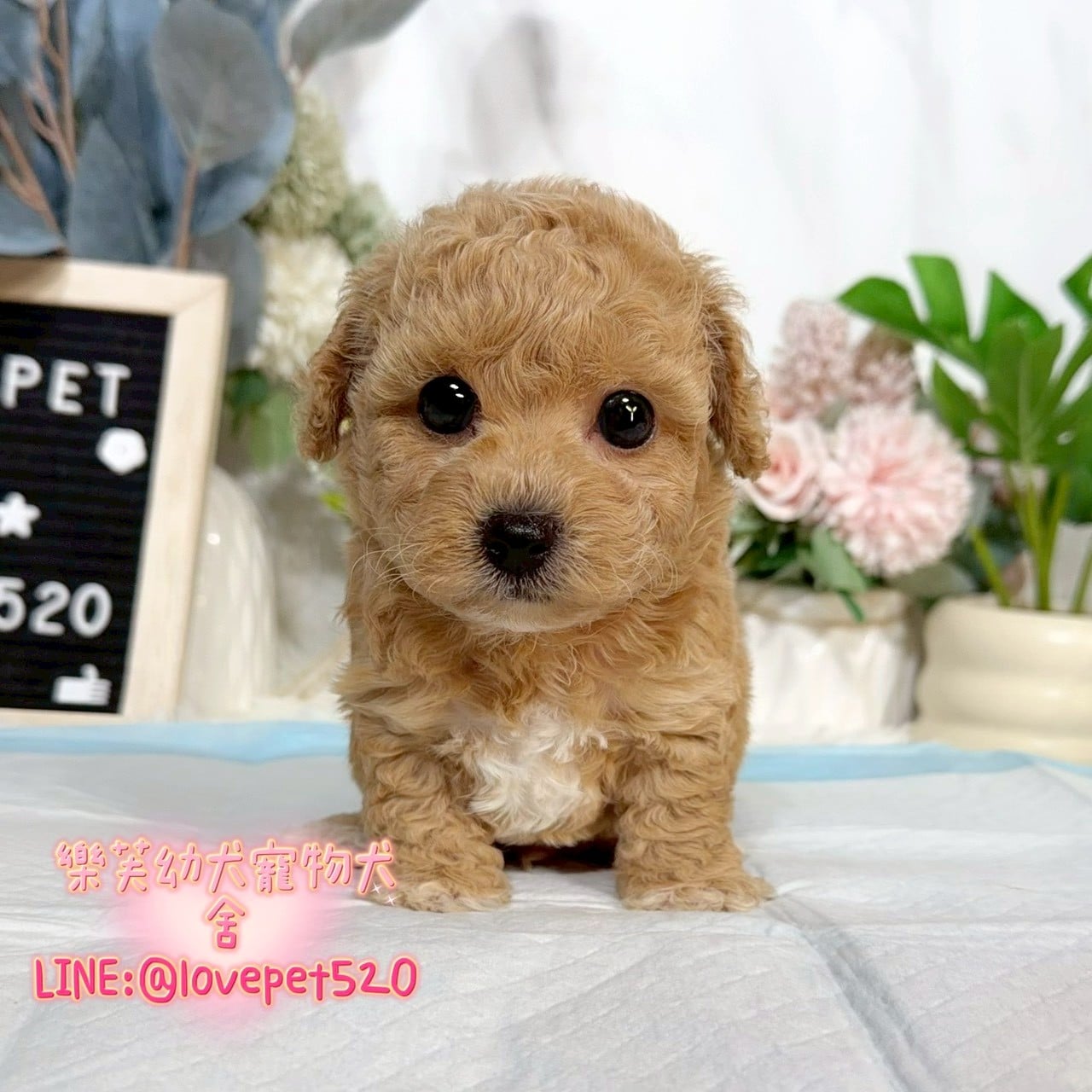 泰迪熊犬(泰迪比熊)-樂芙幼犬寵物犬舍-台中犬舍,合法犬舍,犬舍推薦,推薦犬舍,買狗推薦,專業犬舍,優良犬舍