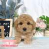 泰迪熊犬-樂芙幼犬寵物犬舍-台中犬舍,合法犬舍,犬舍推薦,推薦犬舍,買狗推薦,專業犬舍,優良犬舍 泰迪熊犬-樂芙幼犬寵物犬舍-台中犬舍,合法犬舍,犬舍推薦,推薦犬舍,買狗推薦,專業犬舍,優良犬舍