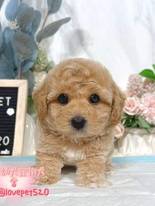 泰迪熊犬-樂芙幼犬寵物犬舍-台中犬舍,合法犬舍,犬舍推薦,推薦犬舍,買狗推薦,專業犬舍,優良犬舍