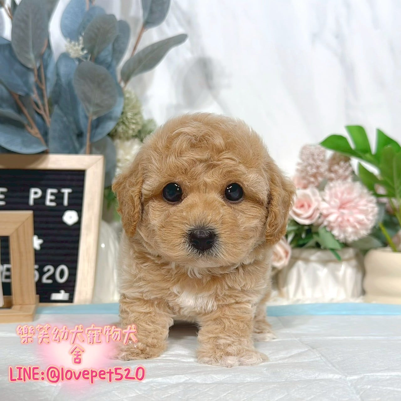泰迪熊犬-樂芙幼犬寵物犬舍-台中犬舍,合法犬舍,犬舍推薦,推薦犬舍,買狗推薦,專業犬舍,優良犬舍