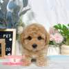 泰迪熊犬-樂芙幼犬寵物犬舍-台中犬舍,合法犬舍,犬舍推薦,推薦犬舍,買狗推薦,專業犬舍,優良犬舍 泰迪熊犬-樂芙幼犬寵物犬舍-台中犬舍,合法犬舍,犬舍推薦,推薦犬舍,買狗推薦,專業犬舍,優良犬舍
