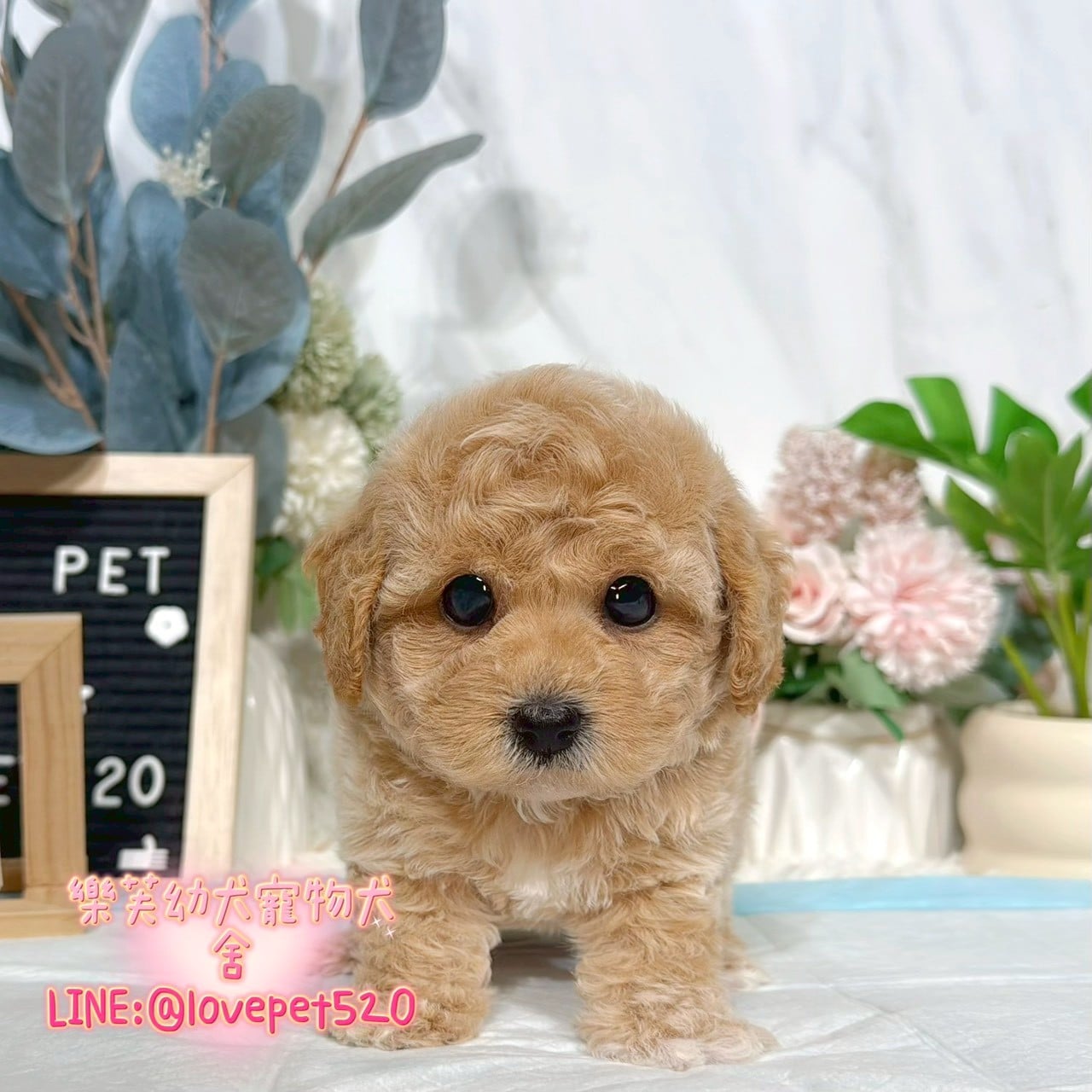 泰迪熊犬-樂芙幼犬寵物犬舍-台中犬舍,合法犬舍,犬舍推薦,推薦犬舍,買狗推薦,專業犬舍,優良犬舍