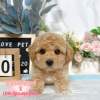 泰迪熊犬-樂芙幼犬寵物犬舍-台中犬舍,合法犬舍,犬舍推薦,推薦犬舍,買狗推薦,專業犬舍,優良犬舍 泰迪熊犬-樂芙幼犬寵物犬舍-台中犬舍,合法犬舍,犬舍推薦,推薦犬舍,買狗推薦,專業犬舍,優良犬舍