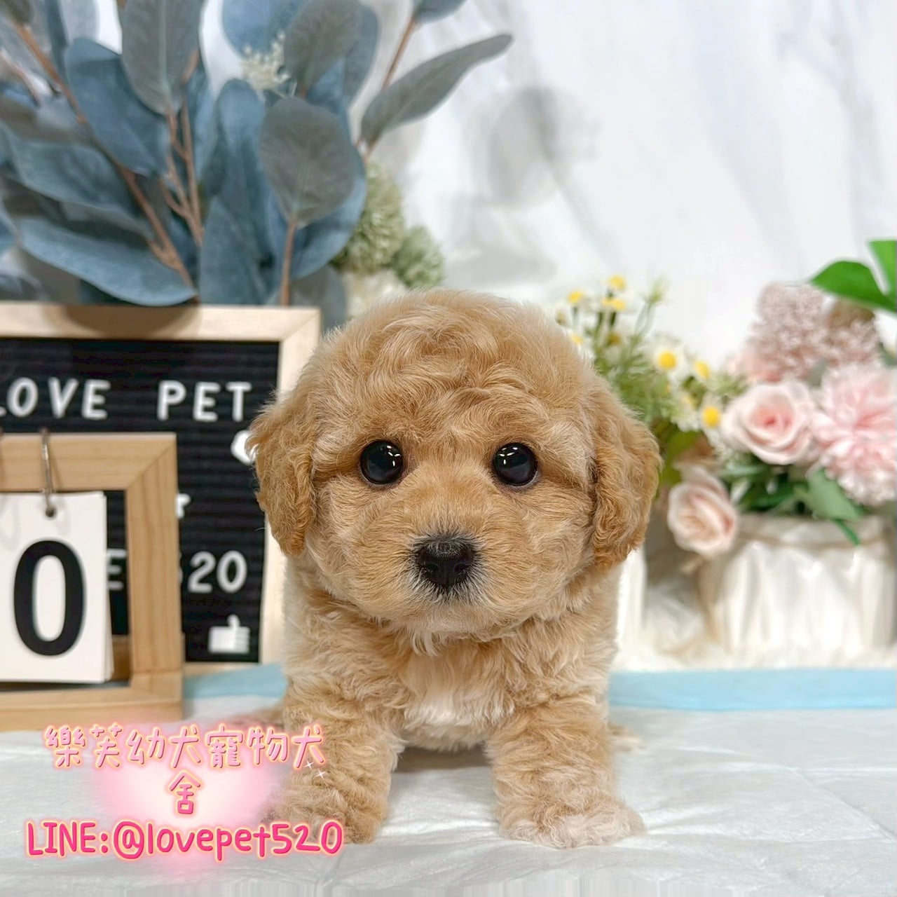 泰迪熊犬-樂芙幼犬寵物犬舍-台中犬舍,合法犬舍,犬舍推薦,推薦犬舍,買狗推薦,專業犬舍,優良犬舍