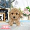泰迪熊犬-樂芙幼犬寵物犬舍-台中犬舍,合法犬舍,犬舍推薦,推薦犬舍,買狗推薦,專業犬舍,優良犬舍 泰迪熊犬-樂芙幼犬寵物犬舍-台中犬舍,合法犬舍,犬舍推薦,推薦犬舍,買狗推薦,專業犬舍,優良犬舍